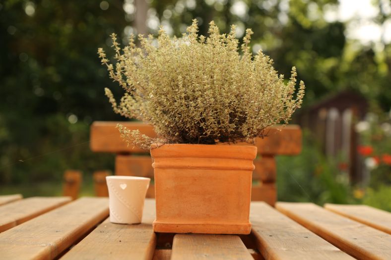 Thyme in Summer
